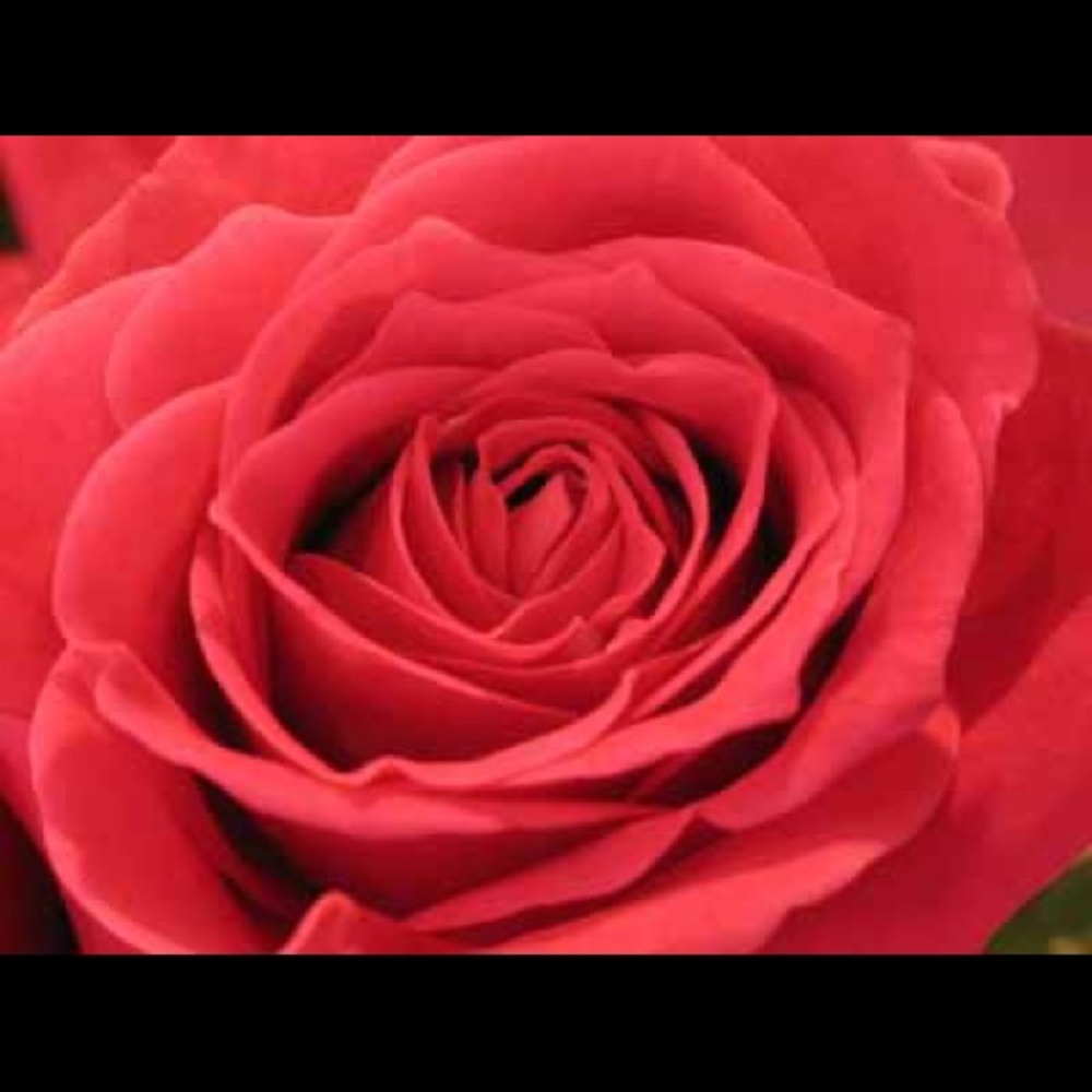 Meet your Posher, Yolanda